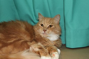 Wiltshire & District Cat Club Show 2009 Pictures by Paul Marshall